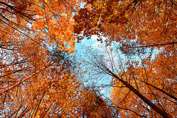 autumn forest landscape view - autumn forest trees against blue cloudy sky, autumn tree tops in clou