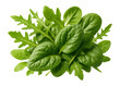 © OMD - Fresh green arugula and spinach leaves with vibrant color and natural texture.