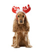 © Аrtranq - Cocker Spaniel Dog with Festive Antlers