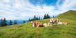 © SusaZoom - a group of cattles resting at alpine meadow Hirschhornlkopf, Jachenau upper bavaria