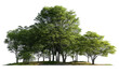 © Atick Tajwar Khan - A group of green trees in a meadow, against a transparent background. cutout
