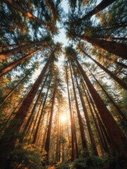 Wall Mural - Forest Canopy View from Ground Level with Sunlight Filtering Through Tall Trees in Pacific Northwest Style