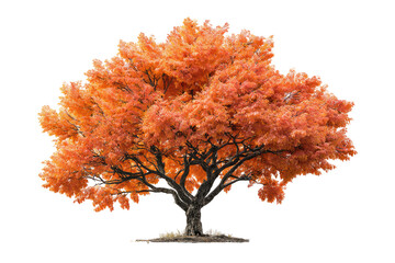 vibrant autumn maple tree against transparent background