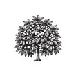 © Faysal - Black Color Chestnut Tree Silhouette Vector Illustration, Solid White Background.