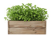 © Angrysakib - Lush green herb plant in wooden box isolated on transparent background