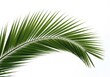 © MD SAMSUJJOHA OHAB - A single green palm leaf isolated on white background, showcasing its natural texture and delicate structure
