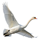 White swan flying with wings spread bird