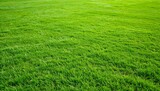 Lush green grass field