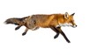 © upin - Running red fox against white background