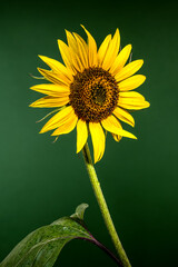 Wall Mural - A close-up shot of a single vibrant sunflower