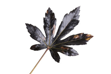 Wall Mural - Dark, Spiky Maple Leaf with Faded Edges on White Background, cut out transparent