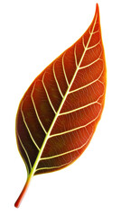 Wall Mural - Close-up of backlit reddish-brown leaf with prominent veins against a white background, cut out transparent