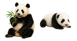 set of pandas on a transparent background. panda eating bamboo on a transparent background. little newborn panda on a transparent background