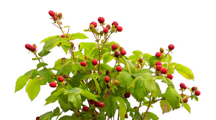 Wall Mural -  vibrant bush of red berries, with luscious green leaves isolated on white background