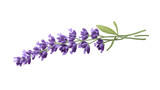 lavender png