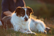 © erika8213 - Portrait of a beautiful big dog in summer sunset