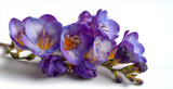 Elegant purple freesia flower isolated on white background. Beautiful freesia branch on white background with copy space. Exotic flowers. Design for postcard