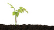© New Africa - Young plant growing in soil isolated on white