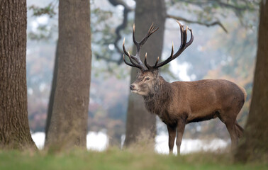 Wall Mural - Majestic red deer stag with large antlers standing in autumn forest