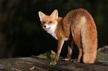 Wall Mural - Portrait of a young red fox cub standing on a fallen tree in a dark forest at night
