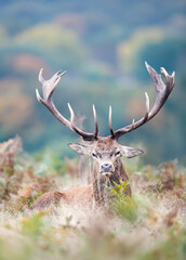 Wall Mural - Majestic red deer stag with large antlers in autumn meadow