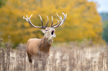 Wall Mural - Red deer stag calling during the rut in autumn