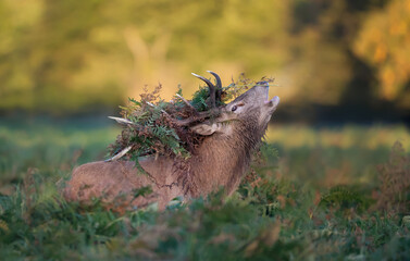 Wall Mural - Red deer stag calling with bracken on antlers during the rut in autumn