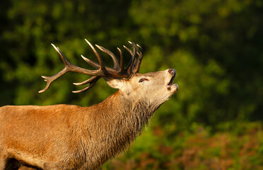 Wall Mural - Portrait of a red deer stag calling during the rut in autumn