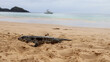 © RNL Fotografia - Iguana-preta marinha sobre a areia à beira do oceano, exibindo pele escura e textura rugosa. Animal costeiro adaptado à vida terrestre e aquática, mostrando a fauna tropical e ecossistema litorâneo