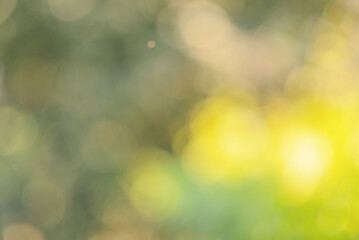 Wall Mural - Abstract defocus light green natural background. Blurred leaves with water drops. Bokeh.