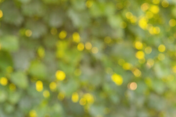 Wall Mural - Abstract defocus light green natural background. Blurred leaves with water drops. Bokeh.