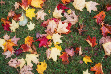 Wall Mural - colorful fallen autumn maple tree leaves on grass. nature fall foliage background.