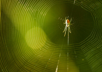 spider web with a spider on a blurred background. wildlife. colorful detailed macro photo of an insect. close-up. space for text. screensaver.