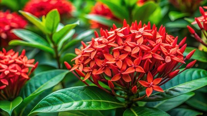 Wall Mural - Close-up shot of the coral plant's unique red flowers amidst its large green leaves