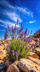 Wall Mural - Desert Lavender blooming on rocky hillside against vibrant blue sky