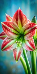 Wall Mural - Close-up of Hippeastrum flower with prominent green and red petals in selective focus