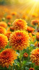 Wall Mural - Bright orange chrysanthemum flowers in a lush yellow meadow