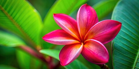 Wall Mural - Delicate pink petals unfolding from a vibrant red Frangipani flower
