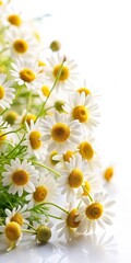 Wall Mural - Camomile herb flowers isolated on white background with soft focus and gentle lighting