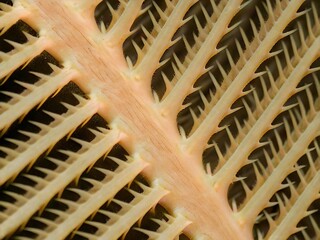 abstract macro background close-up