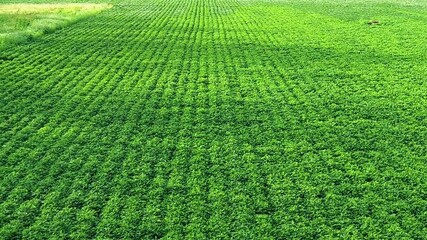 Wall Mural - Aerial view of lush green farm field with electricity tower and rural landscape. Perfect for agriculture, energy and environment themes in stock footage.