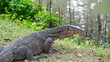 © Veruree - Varanus salvator, commonly known as the water monitor, the largest lizard in the world.