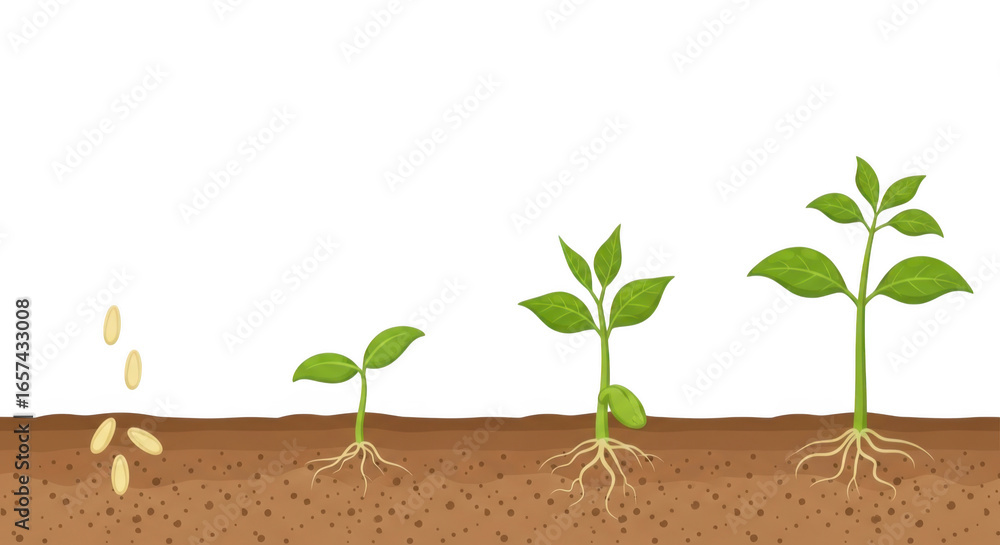 Plant growth stages from seed to seedling with roots and leaves in soil ...