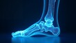 © Afsana - Radiant blue human foot and ankle skeletal structure human anatomy foot bones