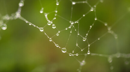 dew on a spider web