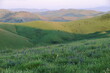 Fiddleneck and Lupine flowers bloom in the spring over the East Bay hills near San Francisco, California