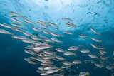 School of fish swim in a vibrant, clear blue ocean.
