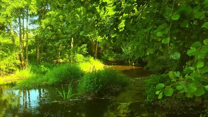 Wall Mural - River and green grass in the forest