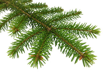 A closeup of a green fir tree branch with sharp needles, isolated on a transparent background, showcasing the natural texture and detail of the evergreen foliage