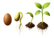 © OMD - Stages of a seed sprouting into a small plant.